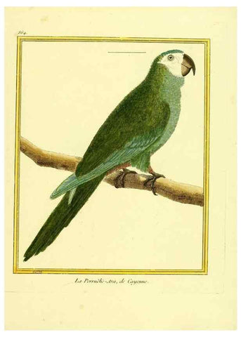 Reproducción/Reproduction 49640468461: Planches enluminées d'histoire naturelle. Paris? :s.n.,1765-1783?. 