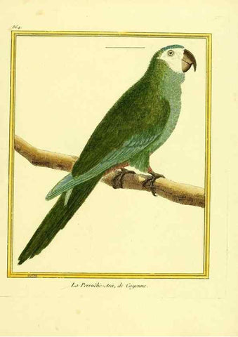 Reproducción/Reproduction 49640468461: Planches enluminées d'histoire naturelle. Paris? :s.n.,1765-1783?. 