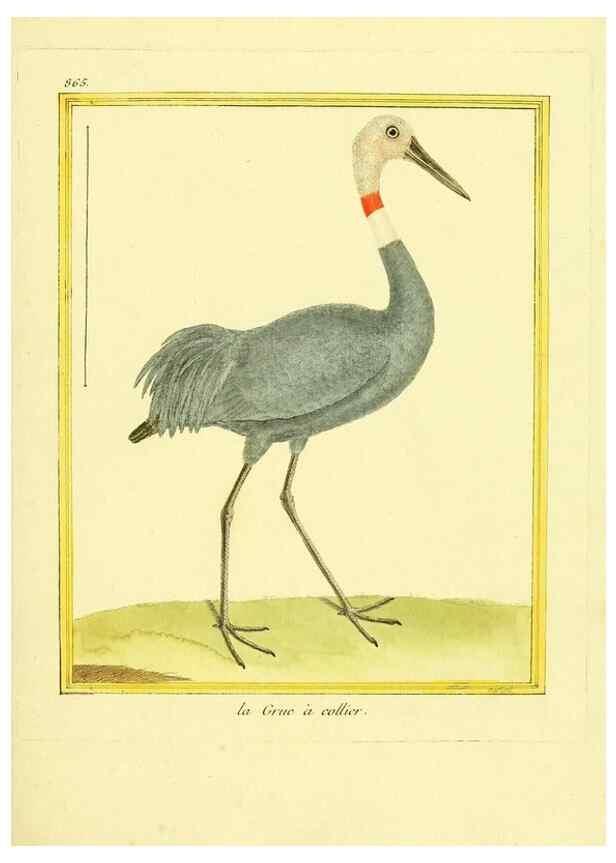 Reproducción/Reproduction 49640741012: Planches enluminées d'histoire naturelle. Paris? :s.n.,1765-1783?. 