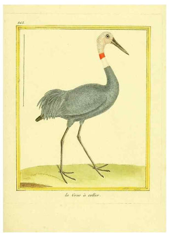 Reproducción/Reproduction 49640741012: Planches enluminées d'histoire naturelle. Paris? :s.n.,1765-1783?. 