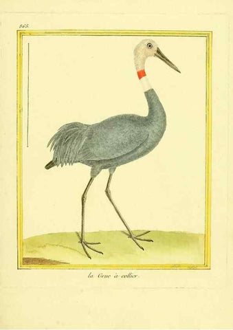 Reproducción/Reproduction 49640741012: Planches enluminées d'histoire naturelle. Paris? :s.n.,1765-1783?. 
