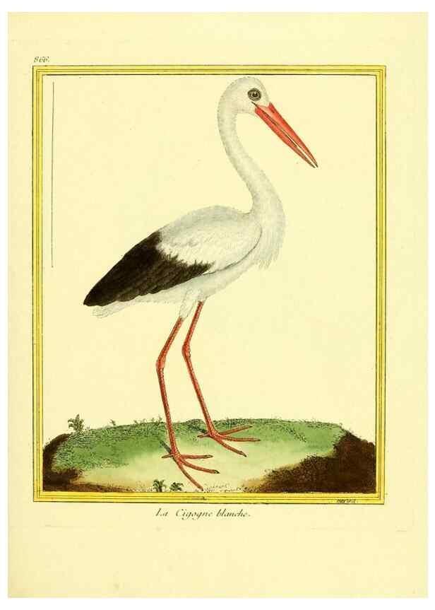 Reproducción/Reproduction 49640741312: Planches enluminées d'histoire naturelle. Paris? :s.n.,1765-1783?. 