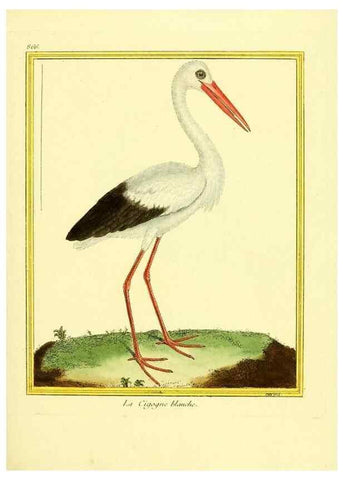 Reproducción/Reproduction 49640741312: Planches enluminées d'histoire naturelle. Paris? :s.n.,1765-1783?. 