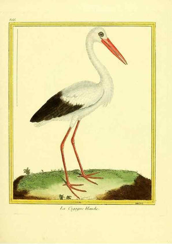 Reproducción/Reproduction 49640741312: Planches enluminées d'histoire naturelle. Paris? :s.n.,1765-1783?. 