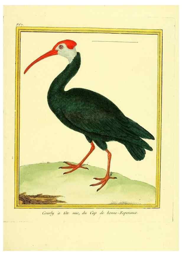Reproducción/Reproduction 49640741642: Planches enluminées d'histoire naturelle. Paris? :s.n.,1765-1783?. 