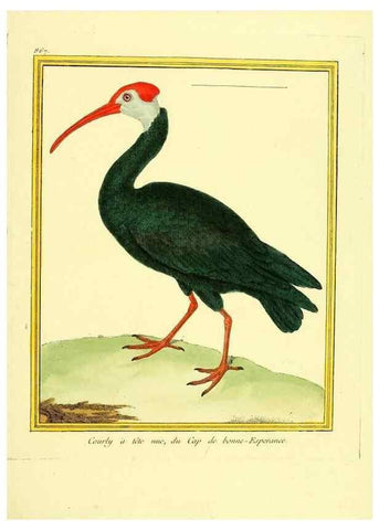 Reproducción/Reproduction 49640741642: Planches enluminées d'histoire naturelle. Paris? :s.n.,1765-1783?. 