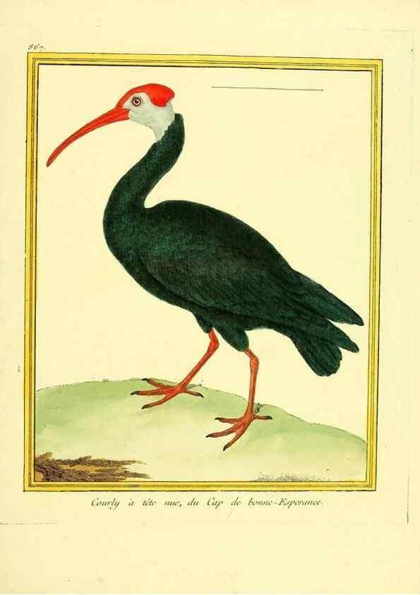 Reproducción/Reproduction 49640741642: Planches enluminées d'histoire naturelle. Paris? :s.n.,1765-1783?. 