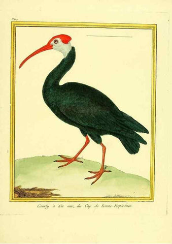 Reproducción/Reproduction 49640741642: Planches enluminées d'histoire naturelle. Paris? :s.n.,1765-1783?. 