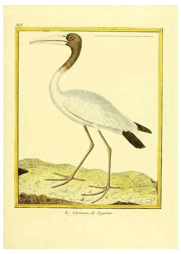 Reproducción/Reproduction 49639946573: Planches enluminées d'histoire naturelle. Paris? :s.n.,1765-1783?. 