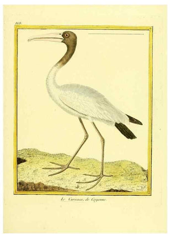 Reproducción/Reproduction 49639946573: Planches enluminées d'histoire naturelle. Paris? :s.n.,1765-1783?. 