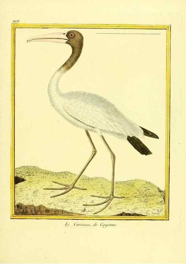 Reproducción/Reproduction 49639946573: Planches enluminées d'histoire naturelle. Paris? :s.n.,1765-1783?. 