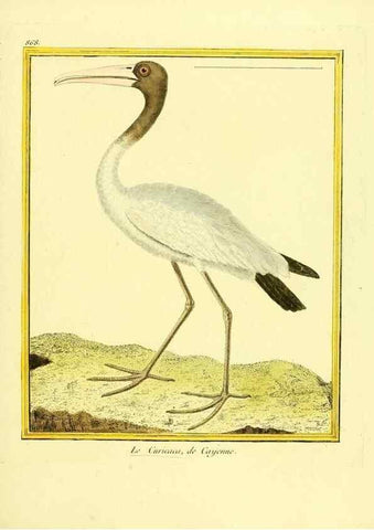Reproducción/Reproduction 49639946573: Planches enluminées d'histoire naturelle. Paris? :s.n.,1765-1783?. 