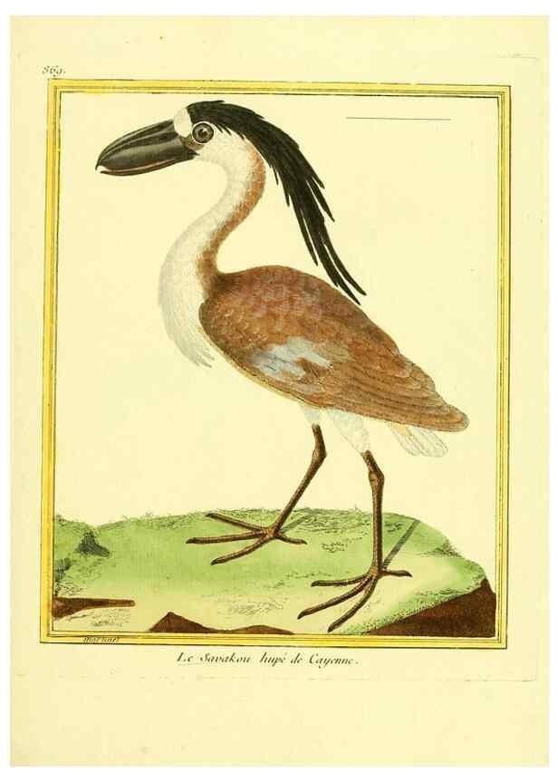 Reproducción/Reproduction 49640742457: Planches enluminées d'histoire naturelle. Paris? :s.n.,1765-1783?. 