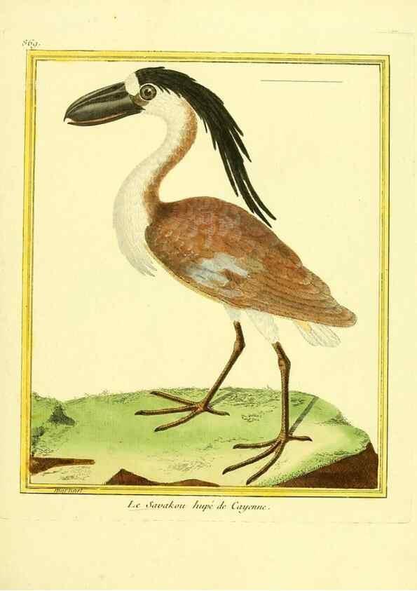 Reproducción/Reproduction 49640742457: Planches enluminées d'histoire naturelle. Paris? :s.n.,1765-1783?. 