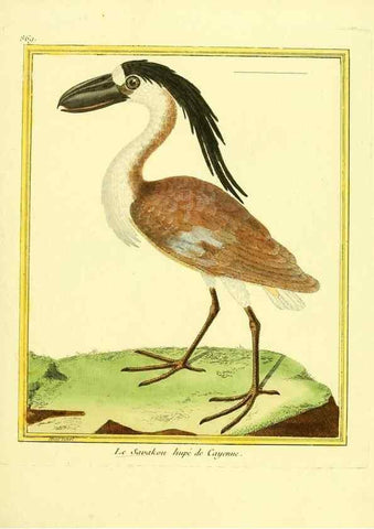 Reproducción/Reproduction 49640742457: Planches enluminées d'histoire naturelle. Paris? :s.n.,1765-1783?. 