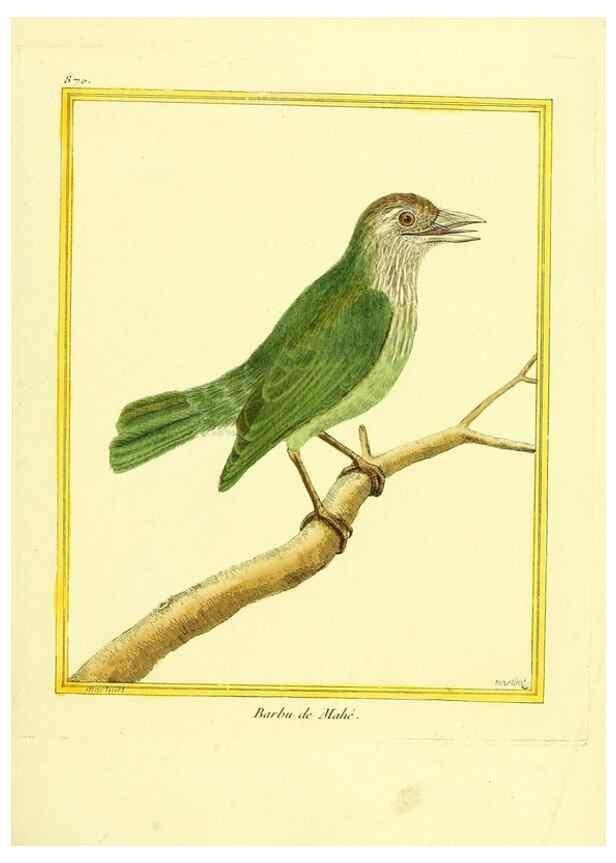 Reproducción/Reproduction 49640470376: Planches enluminées d'histoire naturelle. Paris? :s.n.,1765-1783?. 