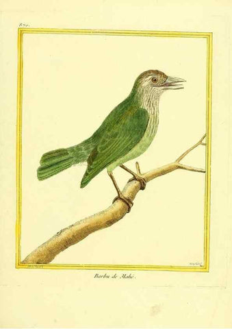 Reproducción/Reproduction 49640470376: Planches enluminées d'histoire naturelle. Paris? :s.n.,1765-1783?. 