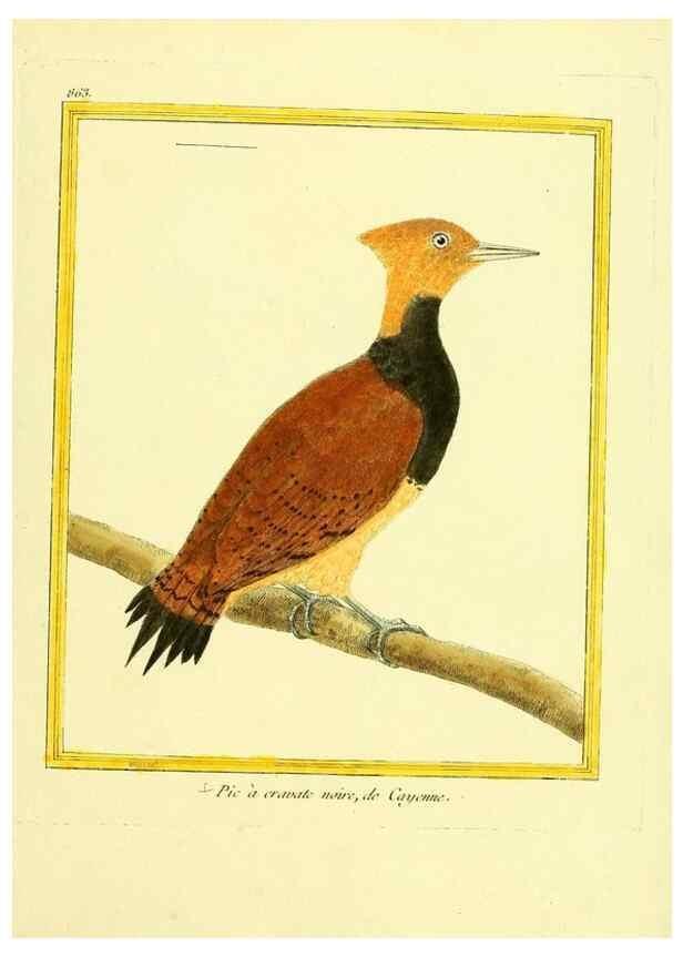 Reproducción/Reproduction 49640468171: Planches enluminées d'histoire naturelle. Paris? :s.n.,1765-1783?. 