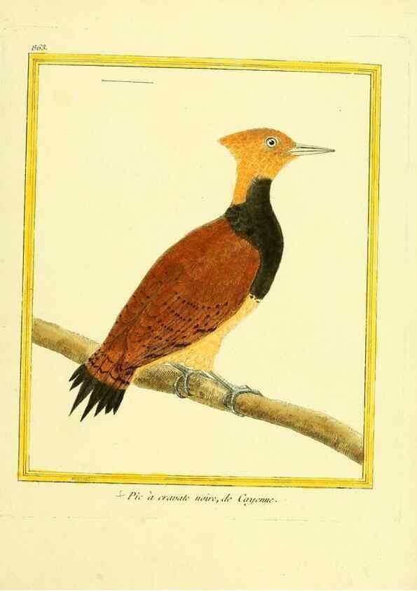 Reproducción/Reproduction 49640468171: Planches enluminées d'histoire naturelle. Paris? :s.n.,1765-1783?. 