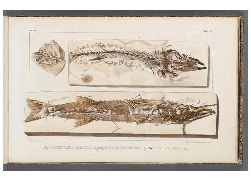 Reproducción/Reproduction 49640568917: Recherches sur les poissons fossiles ... /. Neuchatel :Petitpierre,1833-43.. 