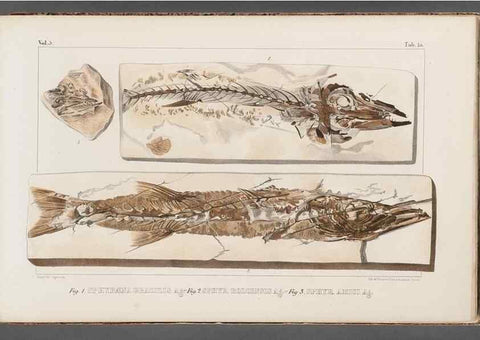 Reproducción/Reproduction 49640568917: Recherches sur les poissons fossiles ... /. Neuchatel :Petitpierre,1833-43.. 