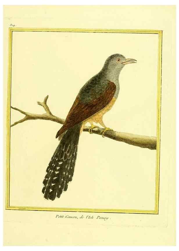 Reproducción/Reproduction 49639927883: Planches enluminées d'histoire naturelle. Paris? :s.n.,1765-1783?. 
