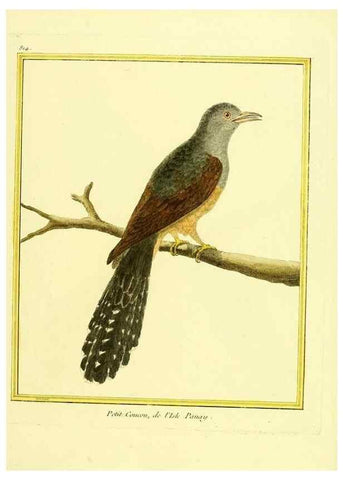 Reproducción/Reproduction 49639927883: Planches enluminées d'histoire naturelle. Paris? :s.n.,1765-1783?. 