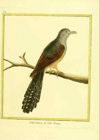 Reproducción/Reproduction 49639927883: Planches enluminées d'histoire naturelle. Paris? :s.n.,1765-1783?. 