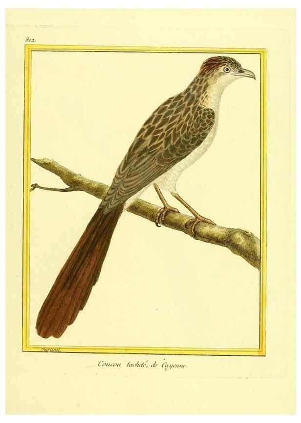Reproducción/Reproduction 49640722287: Planches enluminées d'histoire naturelle. Paris? :s.n.,1765-1783?. 