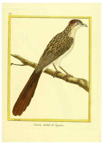 Reproducción/Reproduction 49640722287: Planches enluminées d'histoire naturelle. Paris? :s.n.,1765-1783?. 