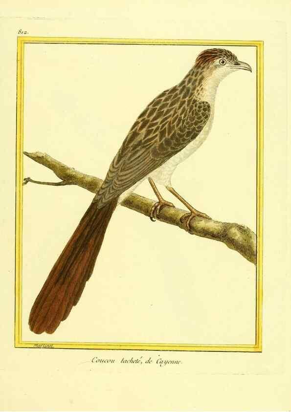 Reproducción/Reproduction 49640722287: Planches enluminées d'histoire naturelle. Paris? :s.n.,1765-1783?. 