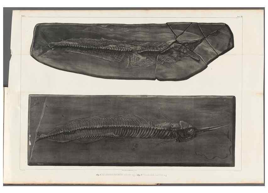 Reproducción/Reproduction 49640576042: Recherches sur les poissons fossiles ... /. Neuchatel :Petitpierre,1833-43.. 