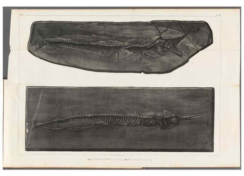 Reproducción/Reproduction 49640576042: Recherches sur les poissons fossiles ... /. Neuchatel :Petitpierre,1833-43.. 