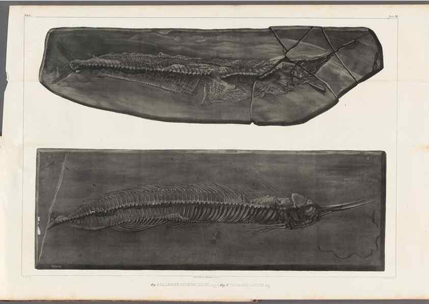 Reproducción/Reproduction 49640576042: Recherches sur les poissons fossiles ... /. Neuchatel :Petitpierre,1833-43.. 