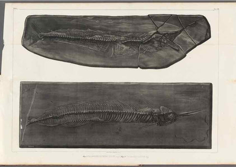 Reproducción/Reproduction 49640576042: Recherches sur les poissons fossiles ... /. Neuchatel :Petitpierre,1833-43.. 