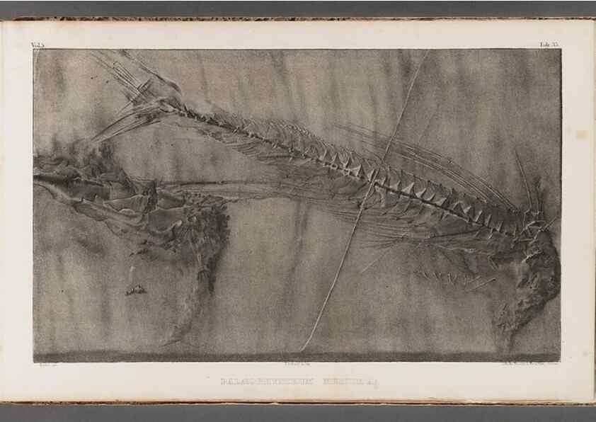 Reproducción/Reproduction 49639779923: Recherches sur les poissons fossiles ... /. Neuchatel :Petitpierre,1833-43.. 