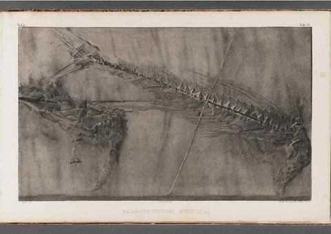 Reproducción/Reproduction 49639779923: Recherches sur les poissons fossiles ... /. Neuchatel :Petitpierre,1833-43.. 