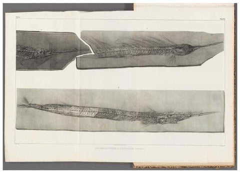 Reproducción/Reproduction 49639780313: Recherches sur les poissons fossiles ... /. Neuchatel :Petitpierre,1833-43.. 