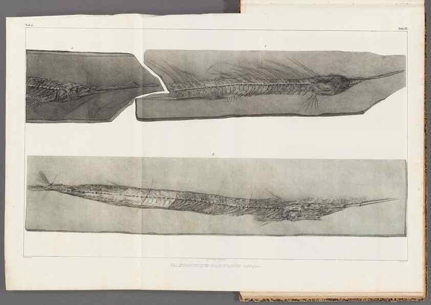 Reproducción/Reproduction 49639780313: Recherches sur les poissons fossiles ... /. Neuchatel :Petitpierre,1833-43.. 