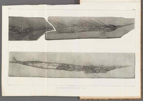 Reproducción/Reproduction 49639780313: Recherches sur les poissons fossiles ... /. Neuchatel :Petitpierre,1833-43.. 