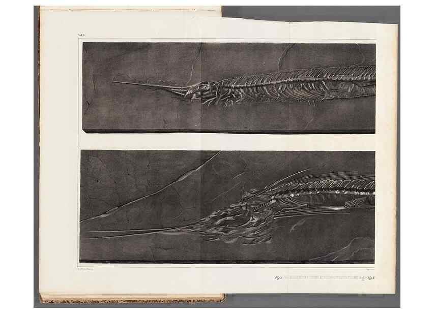 Reproducción/Reproduction 49640304456: Recherches sur les poissons fossiles ... /. Neuchatel :Petitpierre,1833-43.. 