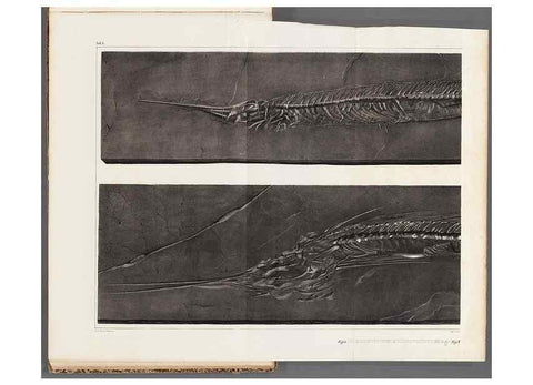 Reproducción/Reproduction 49640304456: Recherches sur les poissons fossiles ... /. Neuchatel :Petitpierre,1833-43.. 