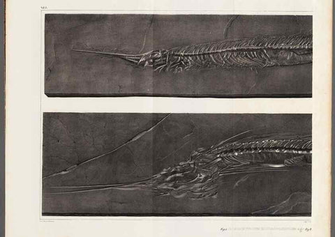 Reproducción/Reproduction 49640304456: Recherches sur les poissons fossiles ... /. Neuchatel :Petitpierre,1833-43.. 