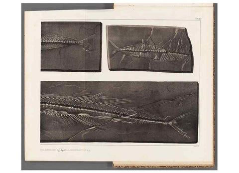 Reproducción/Reproduction 49639780918: Recherches sur les poissons fossiles ... /. Neuchatel :Petitpierre,1833-43.. 
