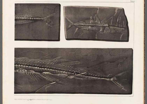 Reproducción/Reproduction 49639780918: Recherches sur les poissons fossiles ... /. Neuchatel :Petitpierre,1833-43.. 
