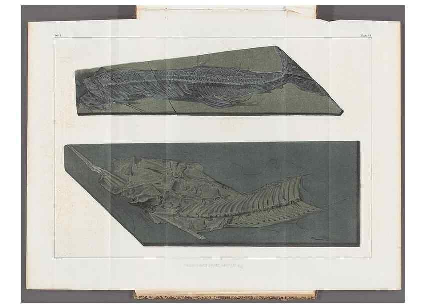 Reproducción/Reproduction 49640305011: Recherches sur les poissons fossiles ... /. Neuchatel :Petitpierre,1833-43.. 