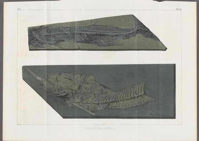 Reproducción/Reproduction 49640305011: Recherches sur les poissons fossiles ... /. Neuchatel :Petitpierre,1833-43.. 