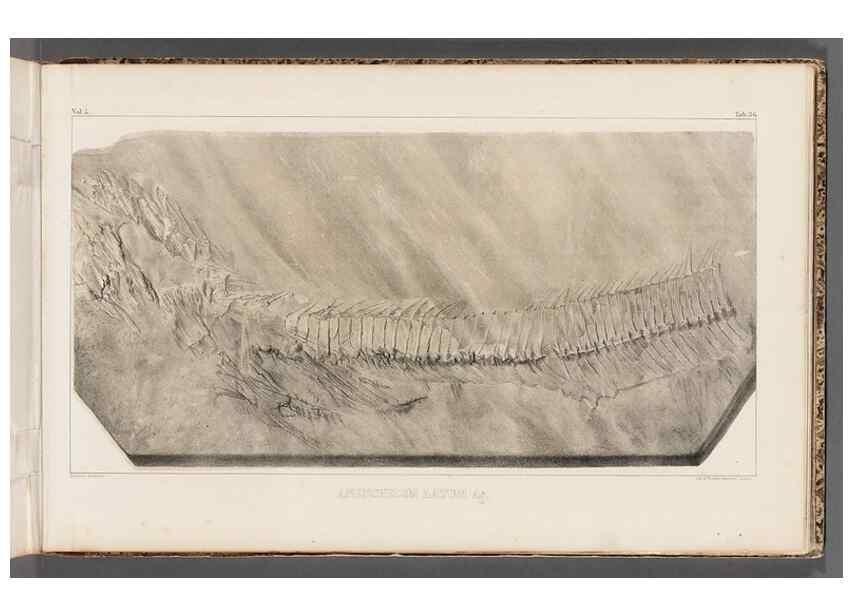 Reproducción/Reproduction 49640578067: Recherches sur les poissons fossiles ... /. Neuchatel :Petitpierre,1833-43.. 