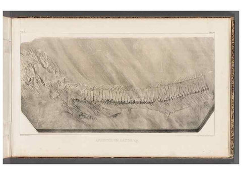Reproducción/Reproduction 49640578067: Recherches sur les poissons fossiles ... /. Neuchatel :Petitpierre,1833-43.. 