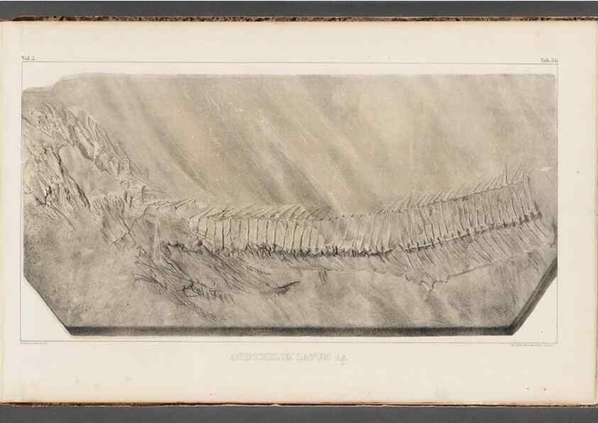 Reproducción/Reproduction 49640578067: Recherches sur les poissons fossiles ... /. Neuchatel :Petitpierre,1833-43.. 